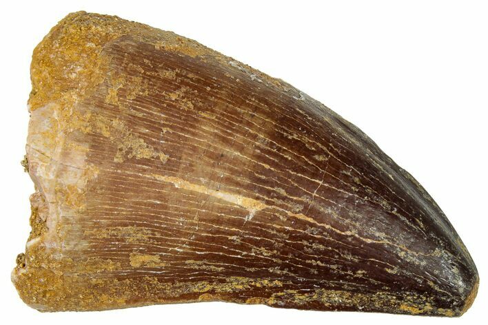 Fossil Mosasaur (Prognathodon) Tooth - Morocco #322672